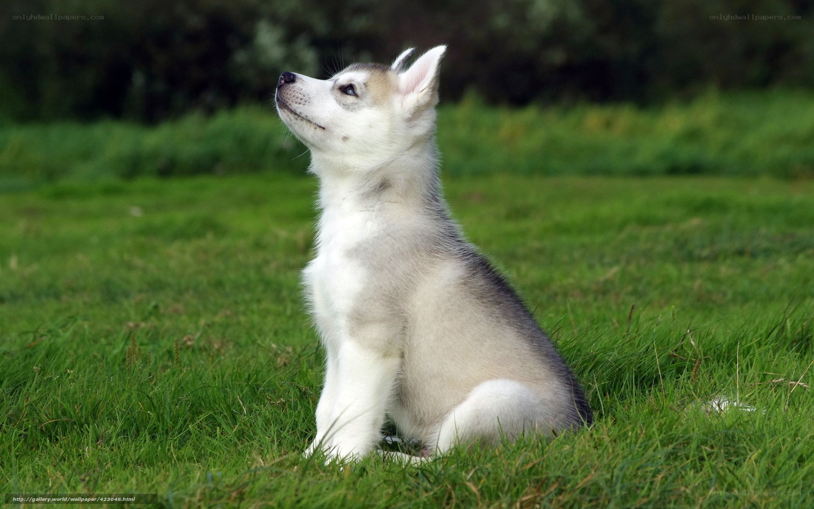 Siberian Husky puppy on grass