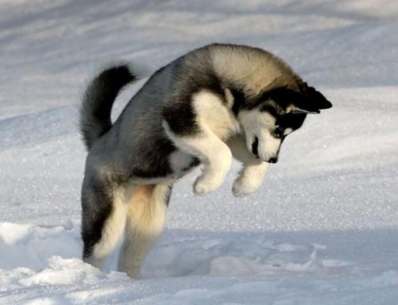 Siberian Husky puppy playing in snow