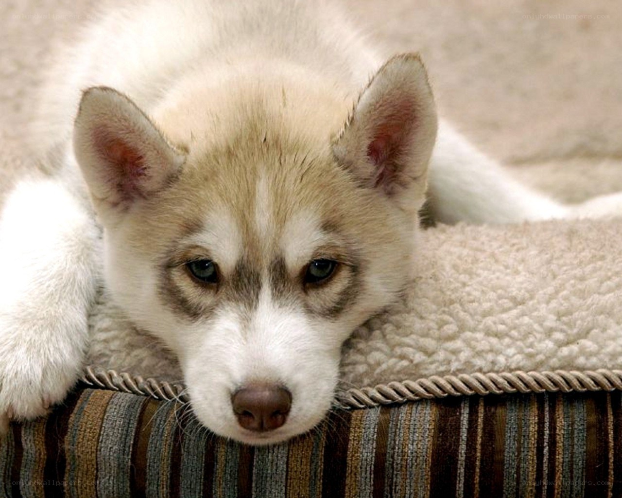 siberian husky puppy resting