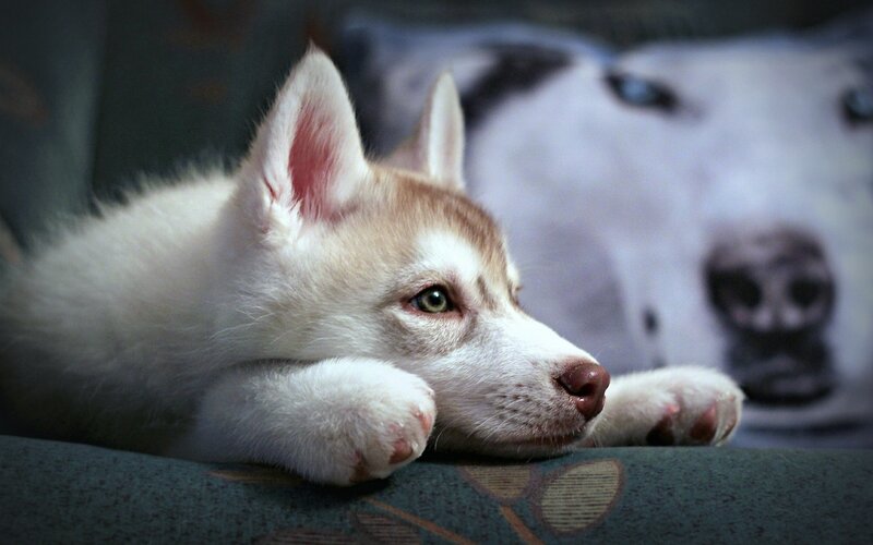 Siberian Husky puppy resting