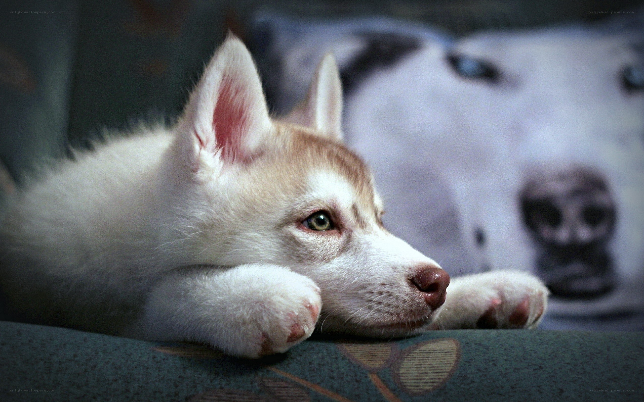 Siberian Husky puppy resting