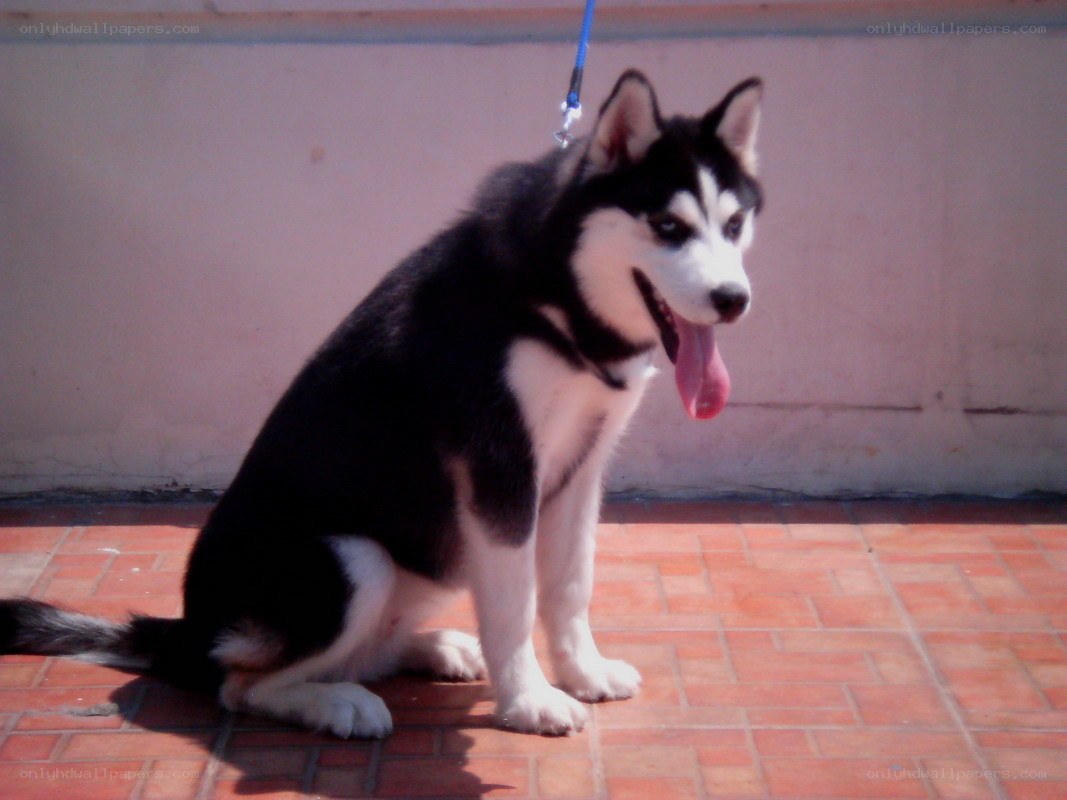 Siberian Husky puppy sitting
