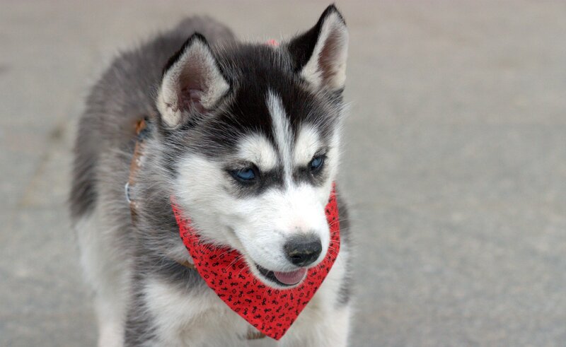 Siberian Husky puppy with bandana