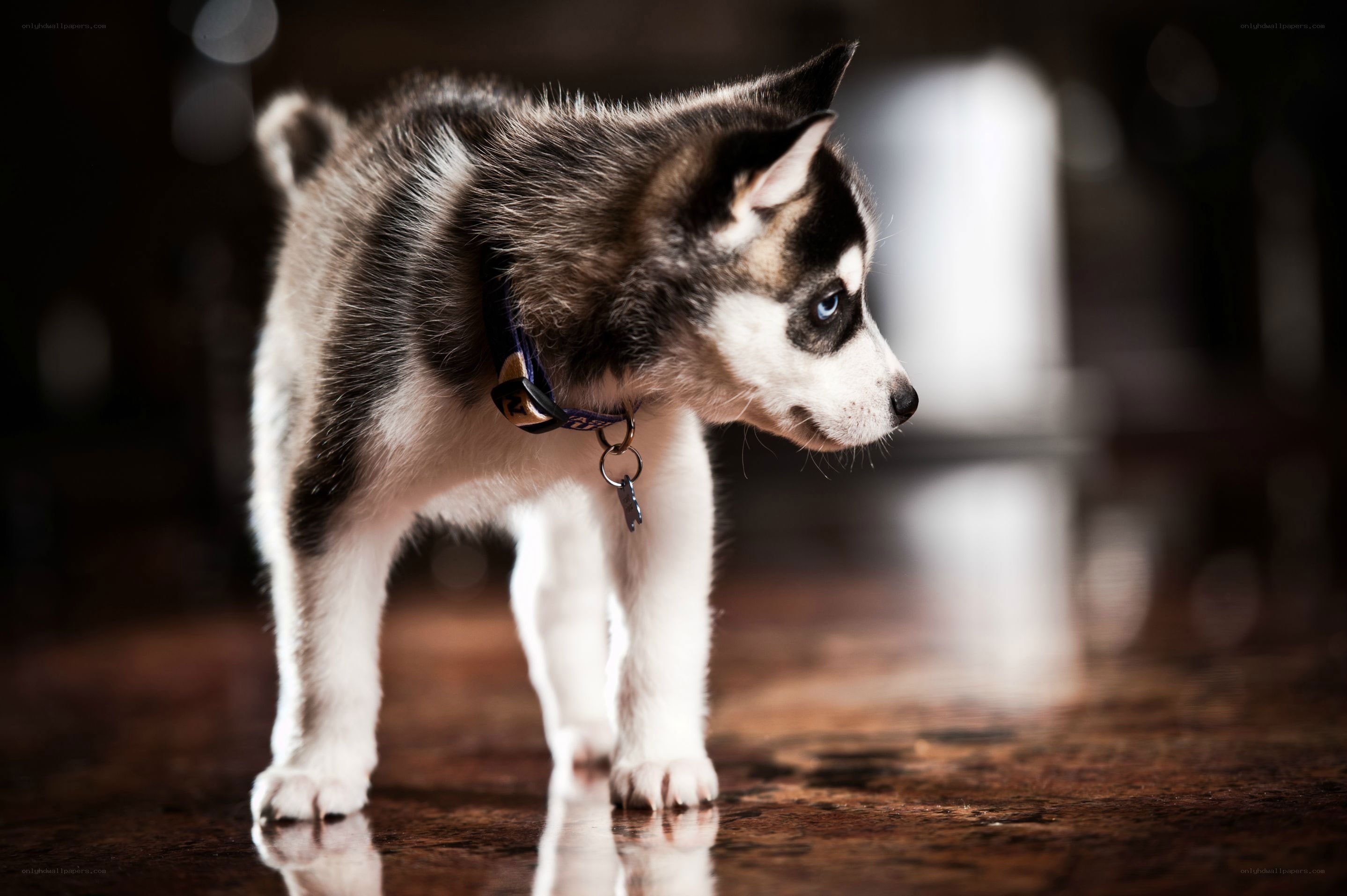 Siberian Husky puppy