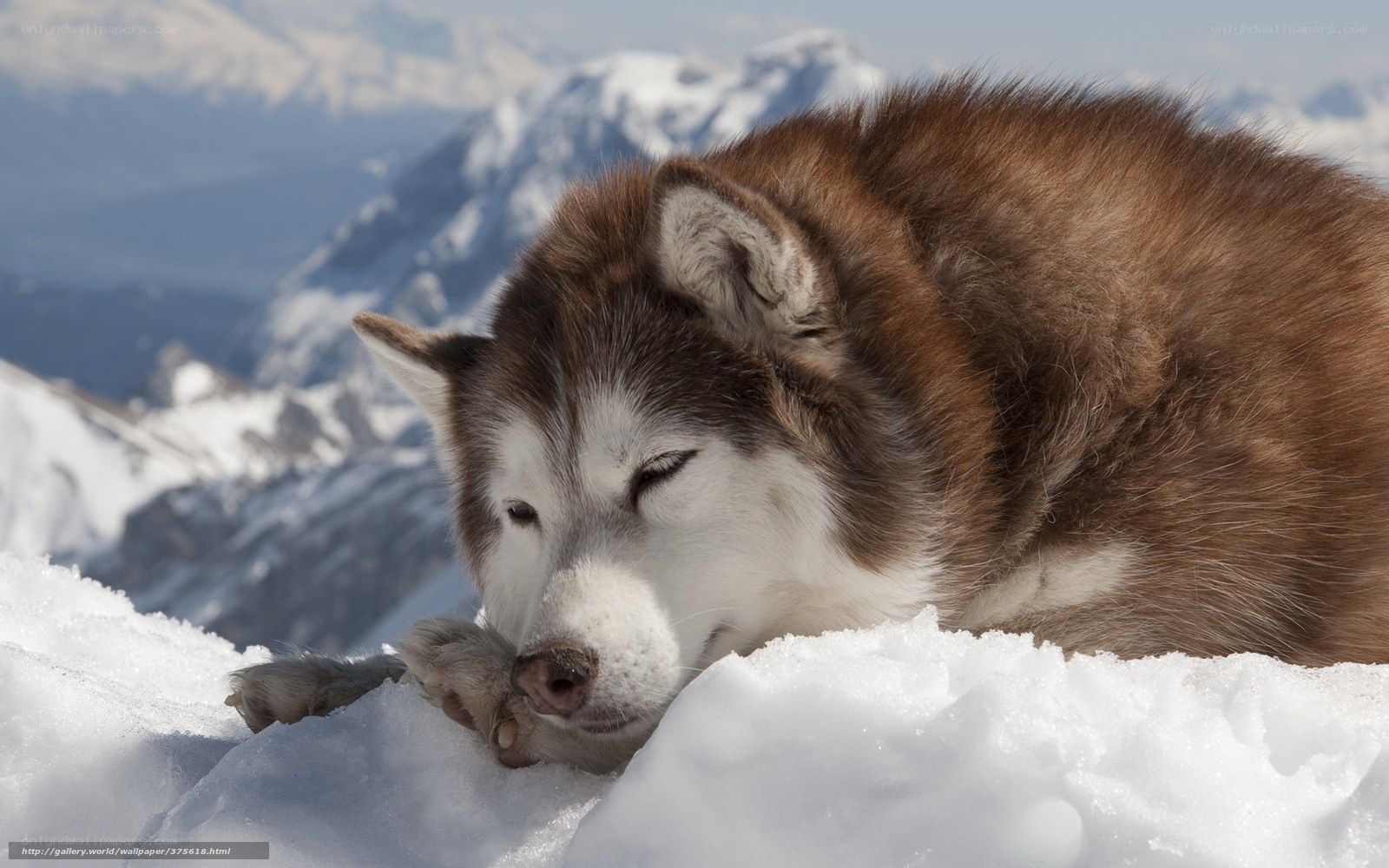 Siberian Husky resting in snow