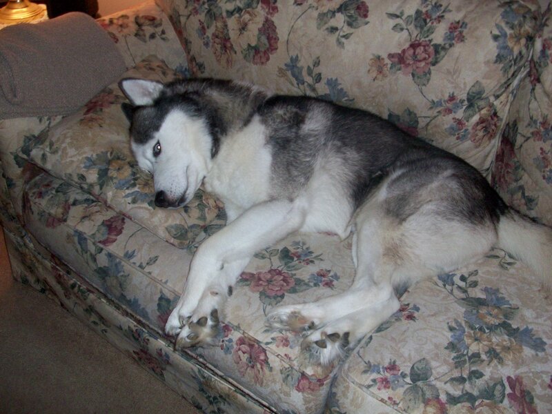 Siberian Husky resting on couch