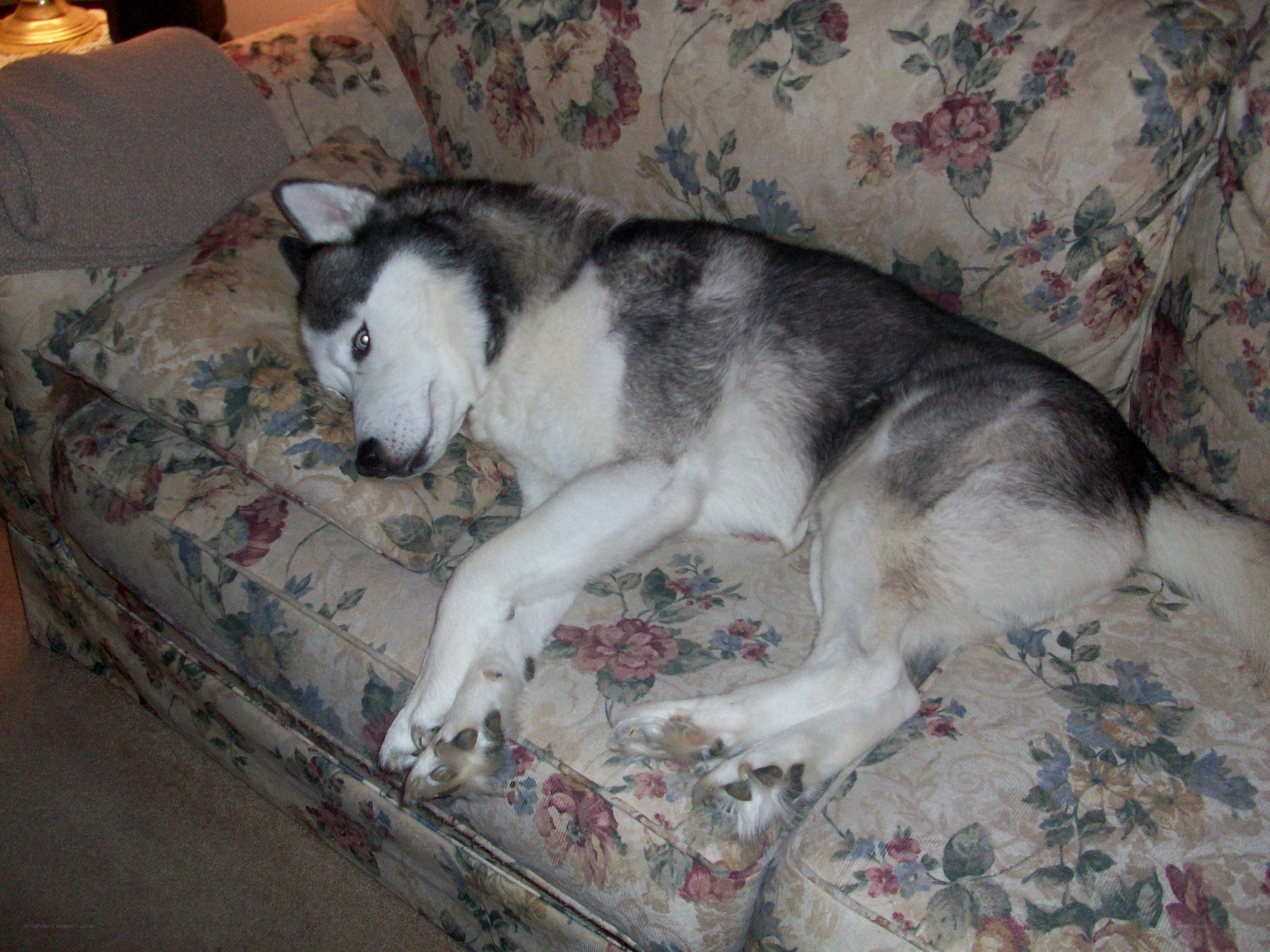 Siberian Husky resting on couch