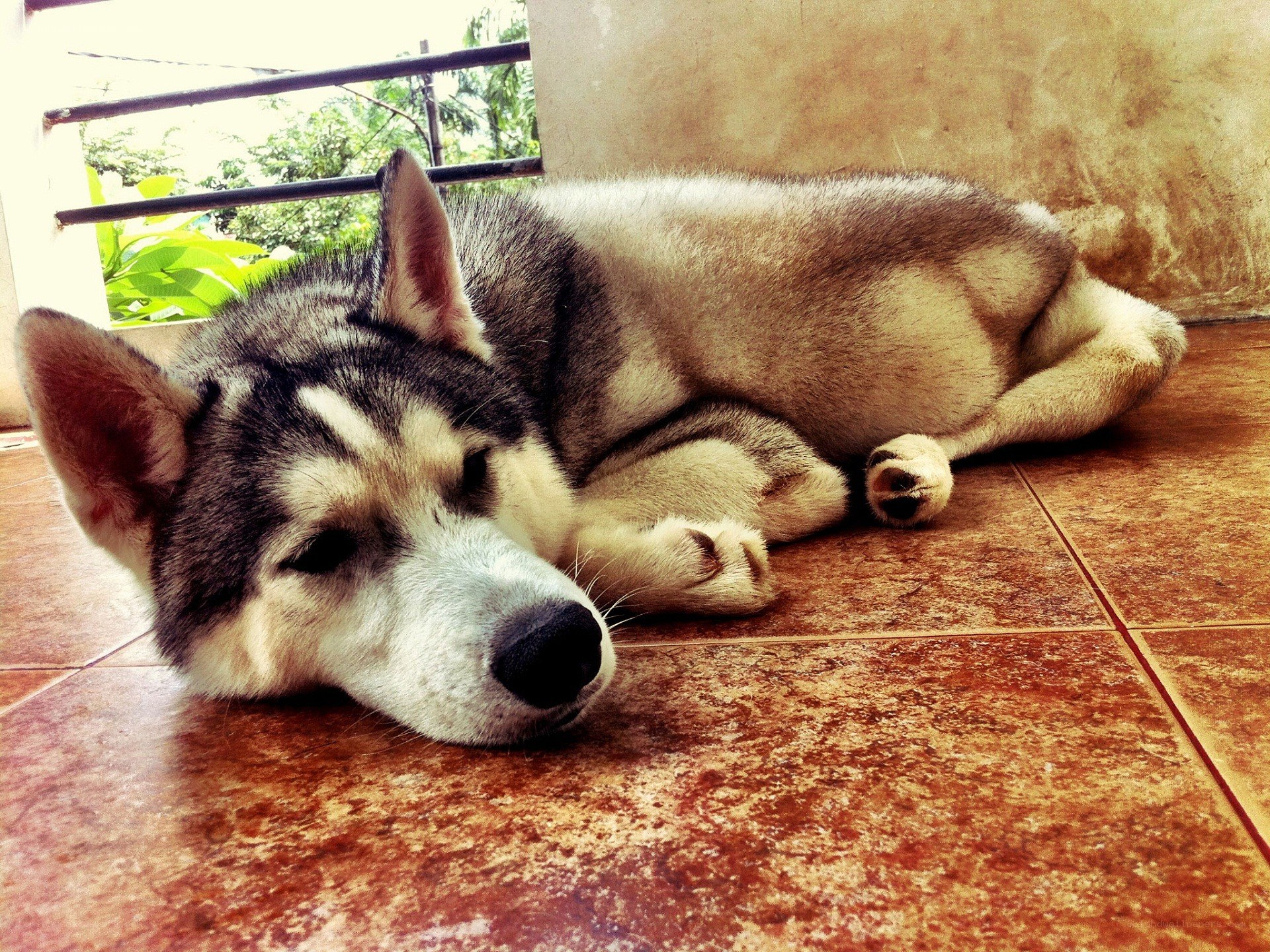 Siberian Husky resting on floor