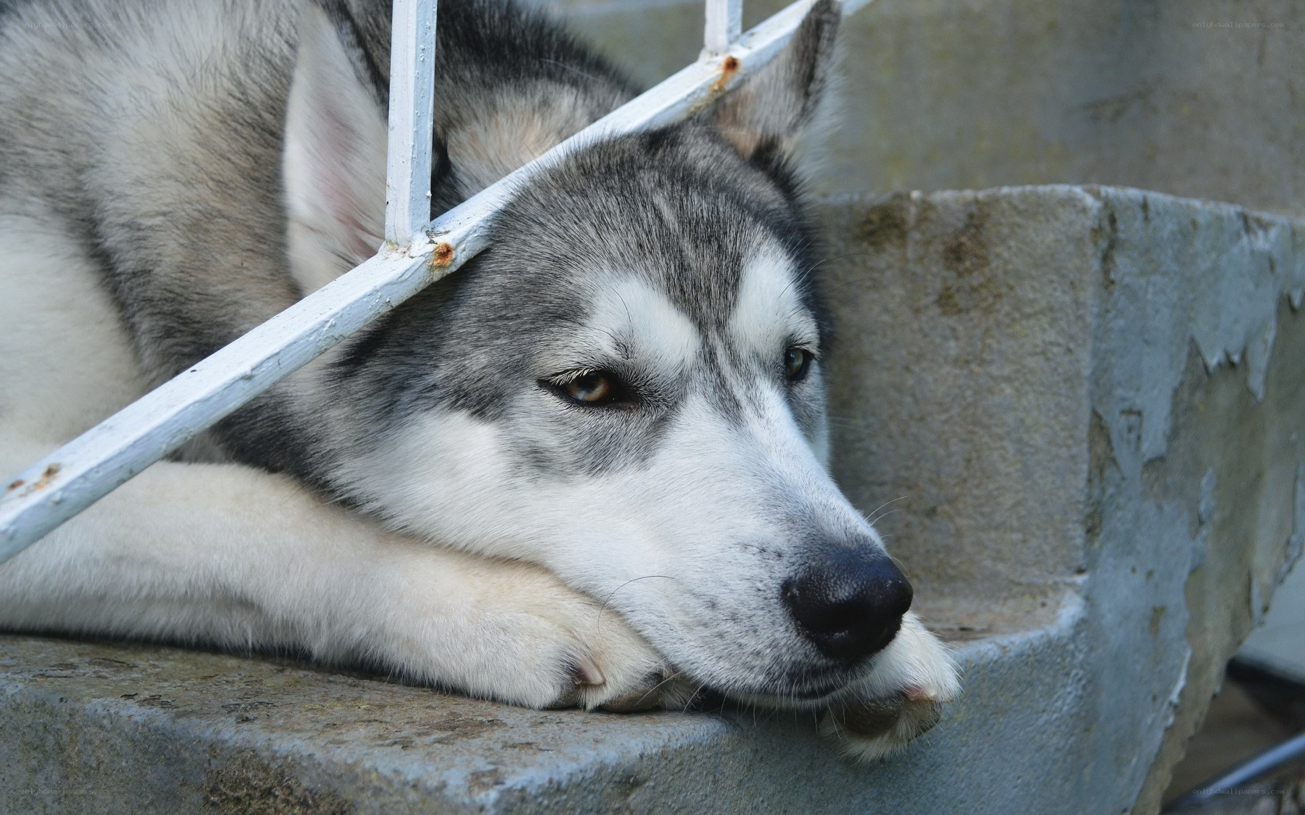Siberian Husky resting on steps