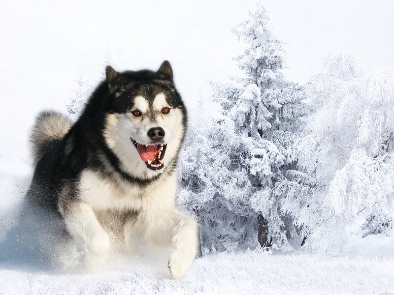 Siberian Husky running in snow