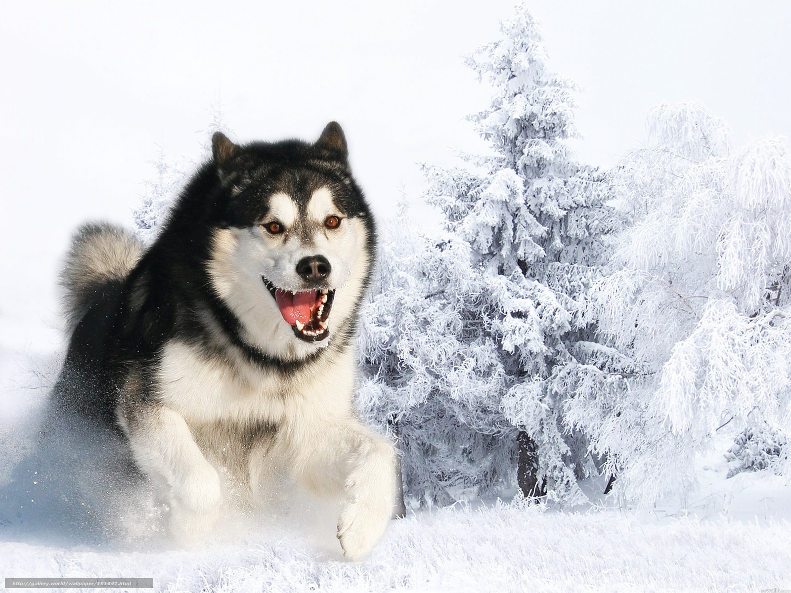 Siberian Husky running in snow