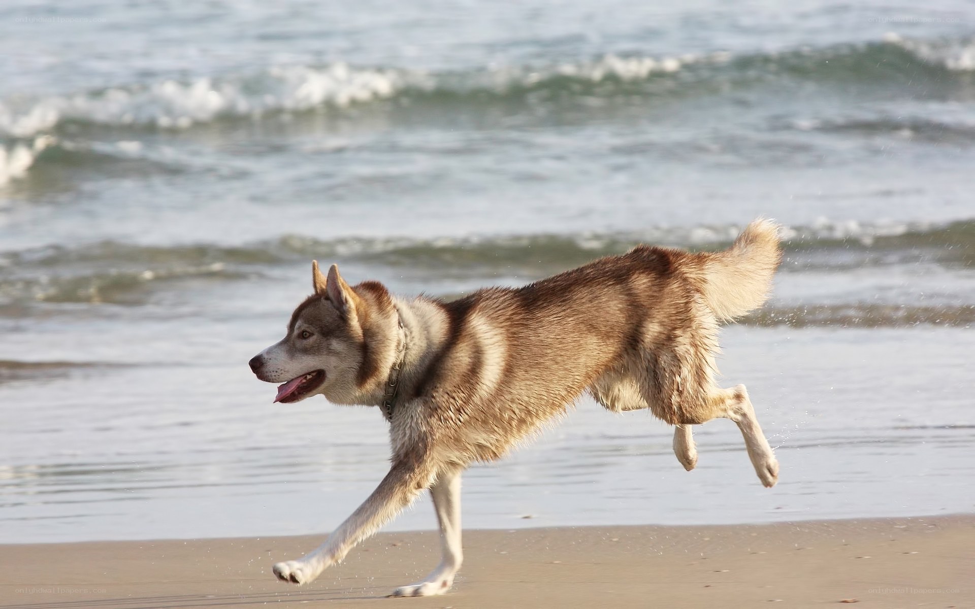 Siberian Husky running on beach