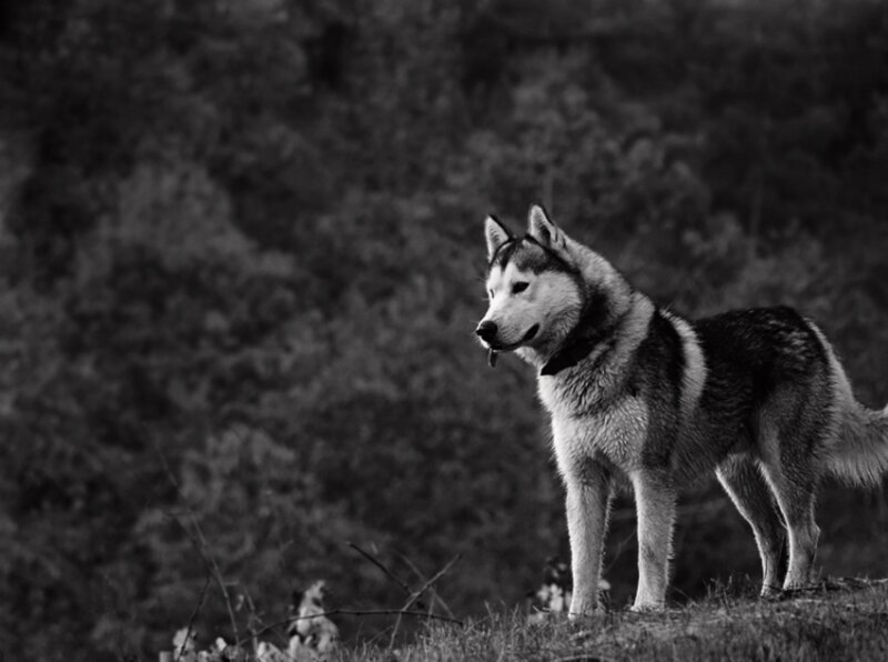 Siberian Husky Standing