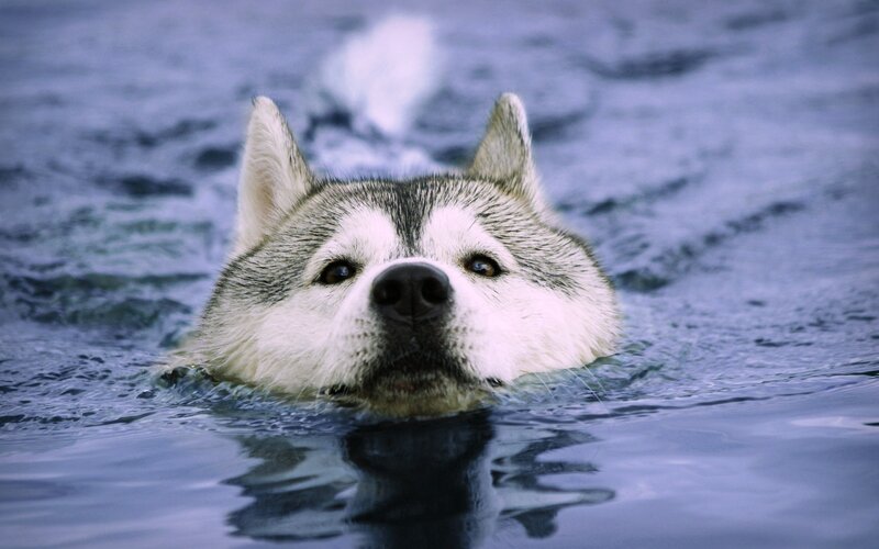 Siberian Husky swimming in water