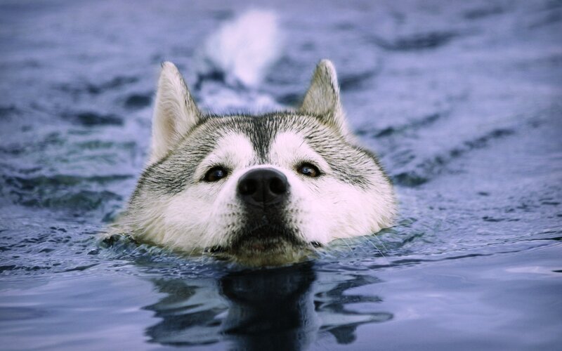 Siberian Husky swimming in water