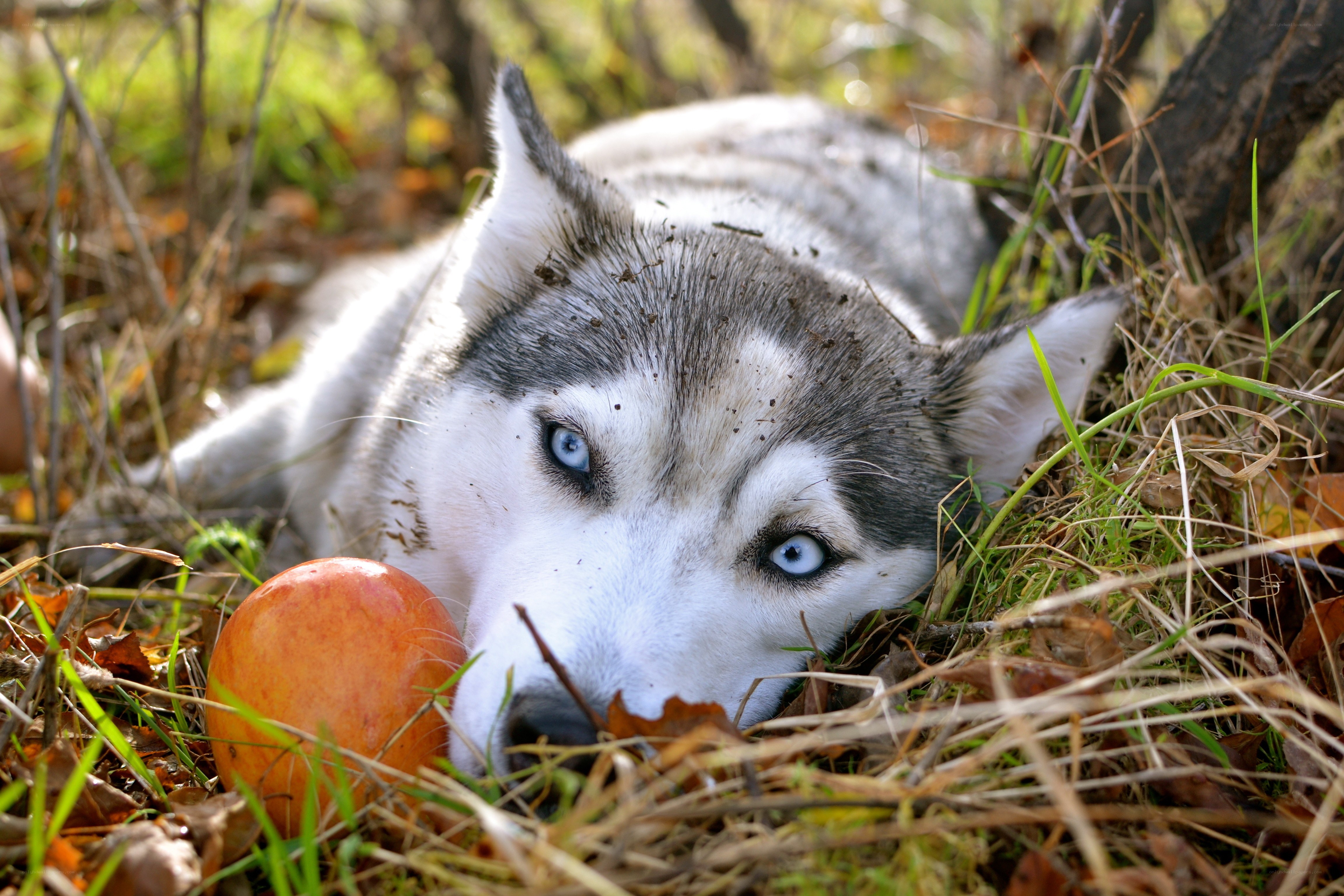 Siberian Husky with apple
