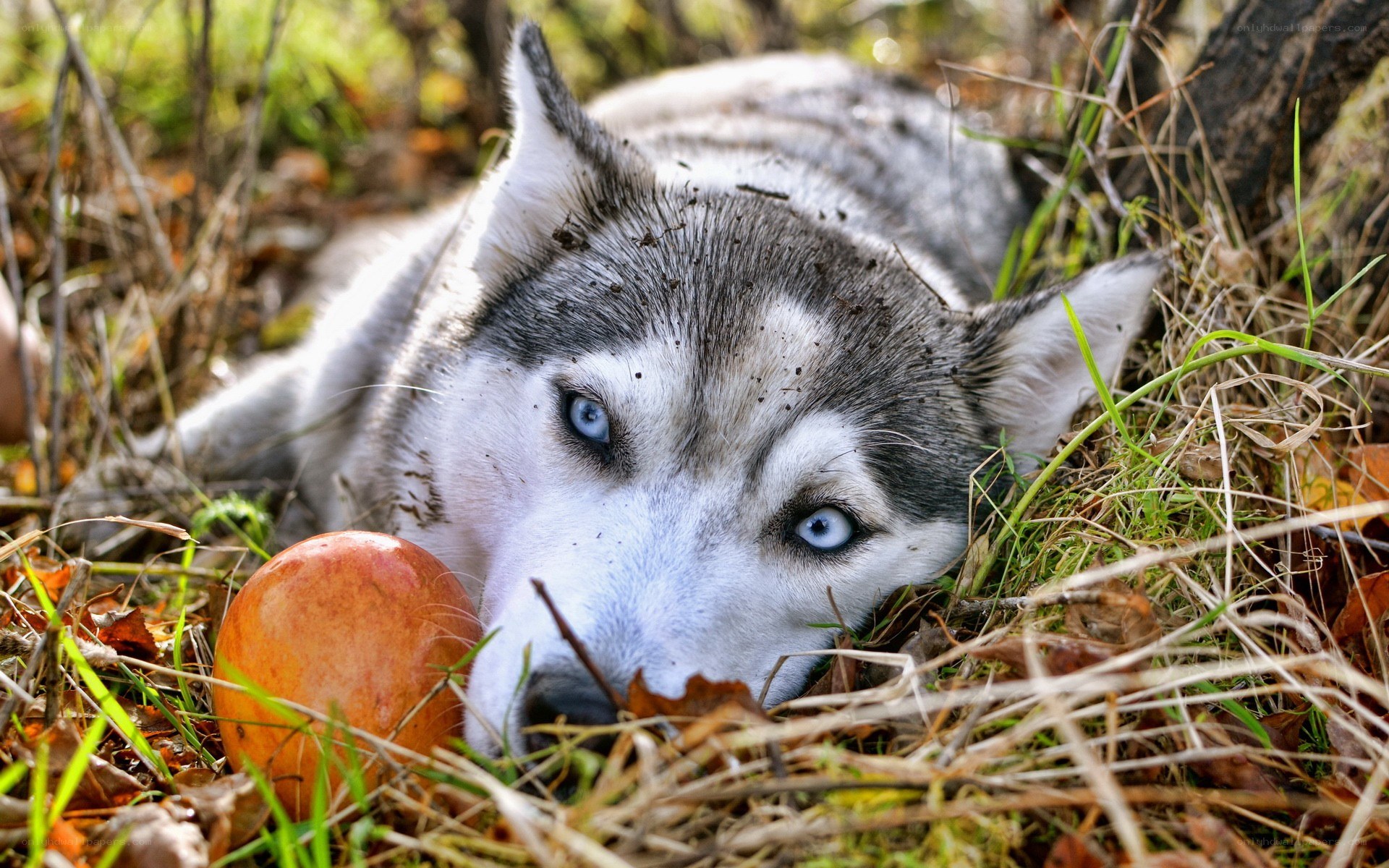 Siberian Husky with apple