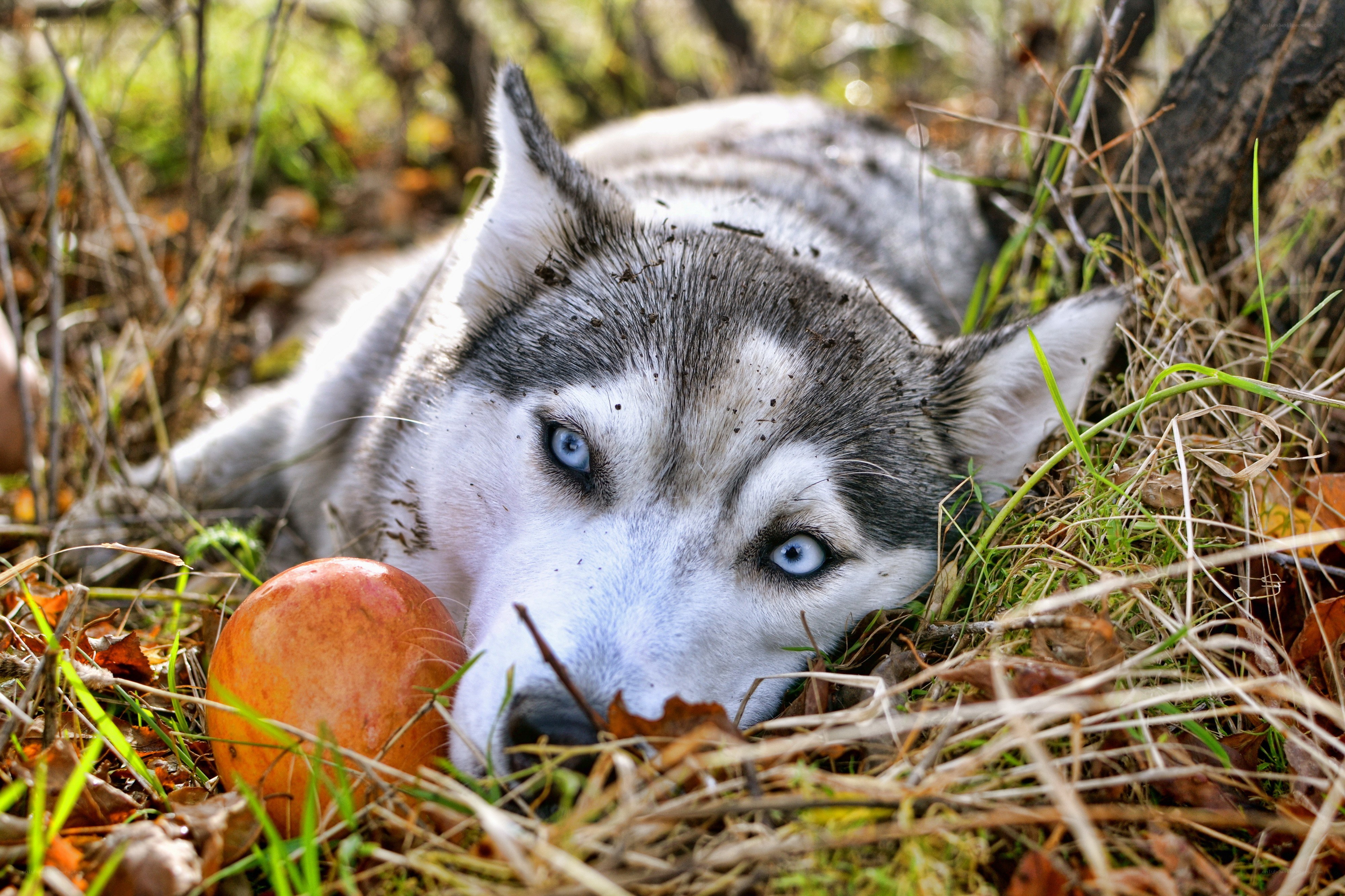 Siberian Husky with apple