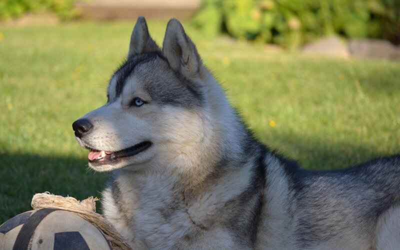 Siberian Husky with ball