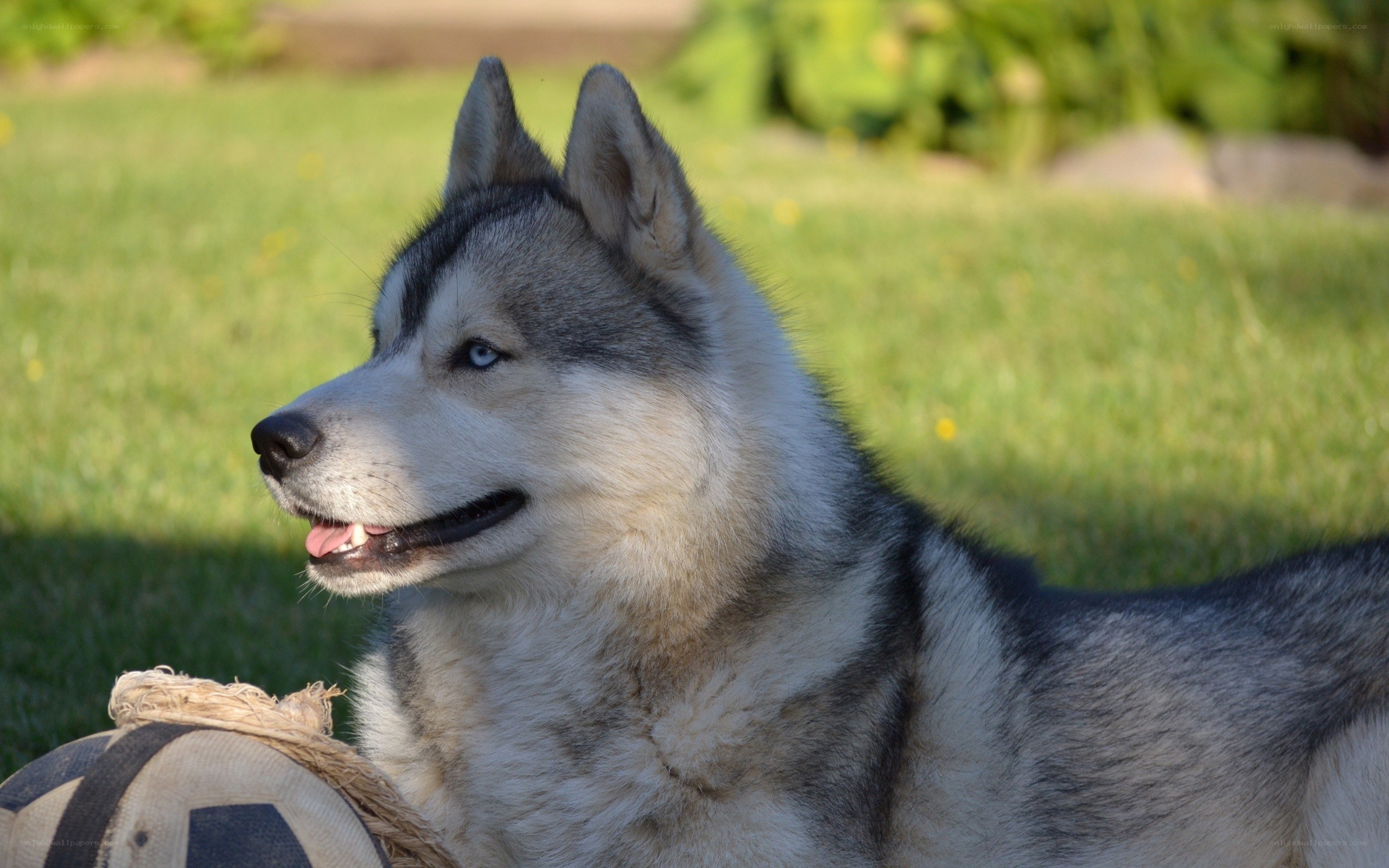 Siberian Husky with ball