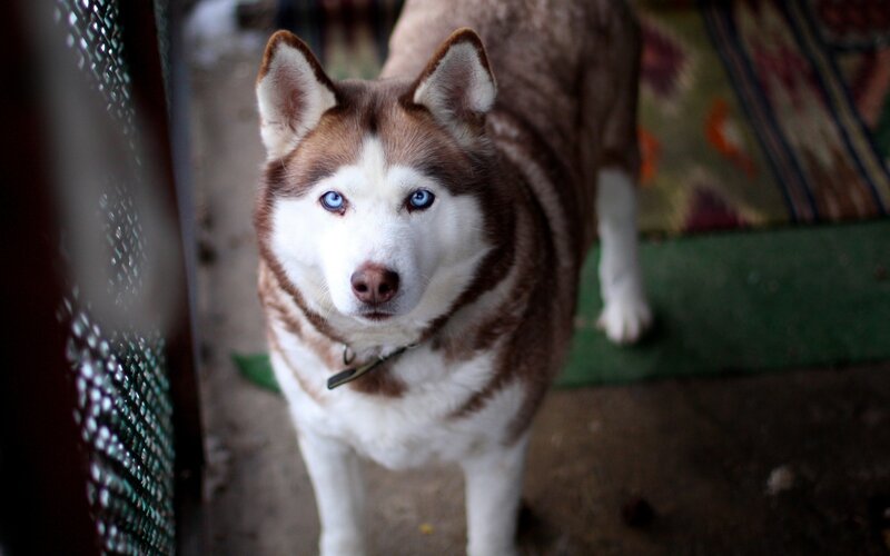 Siberian Husky with blue eyes