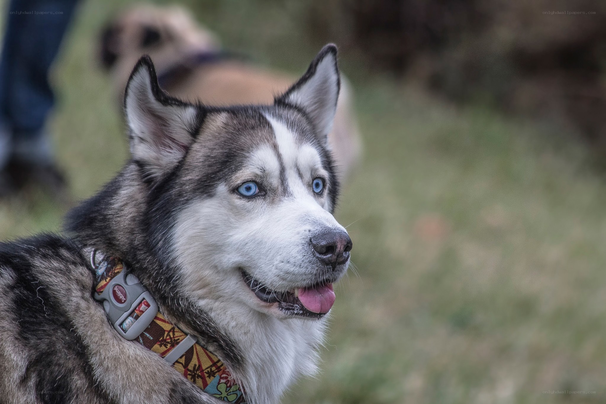 Siberian Husky with blue eyes