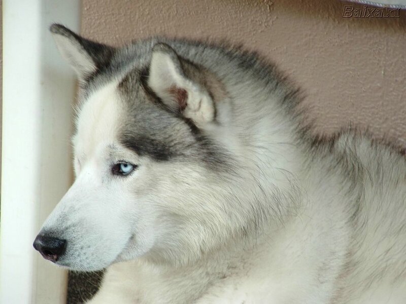 Siberian Husky with blue eyes