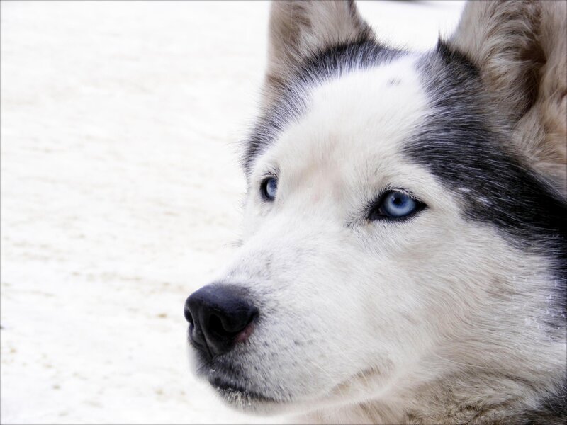 Siberian Husky with blue eyes