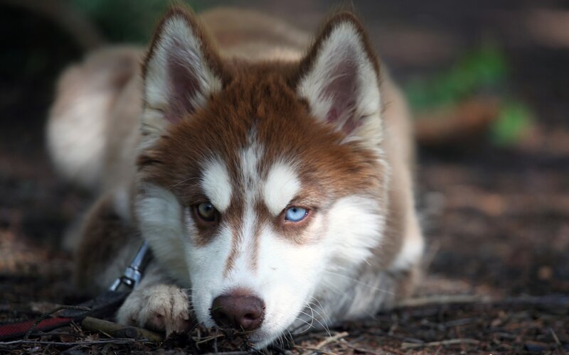 Siberian Husky with blue eyes