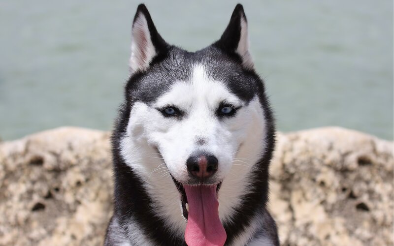 Siberian Husky with blue eyes
