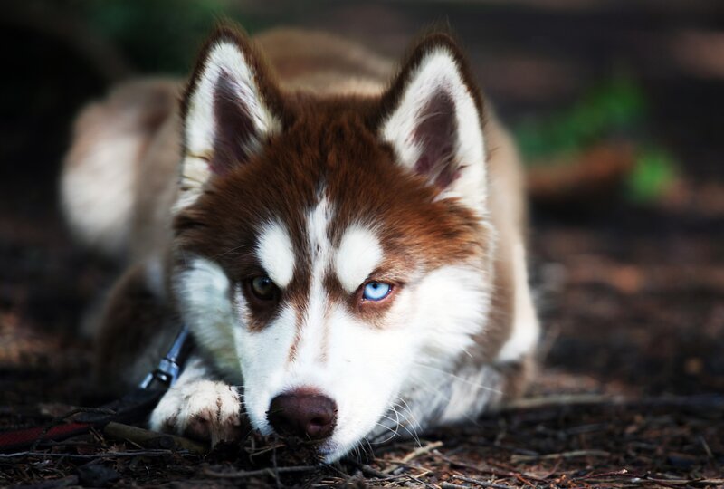 Siberian Husky with blue eyes