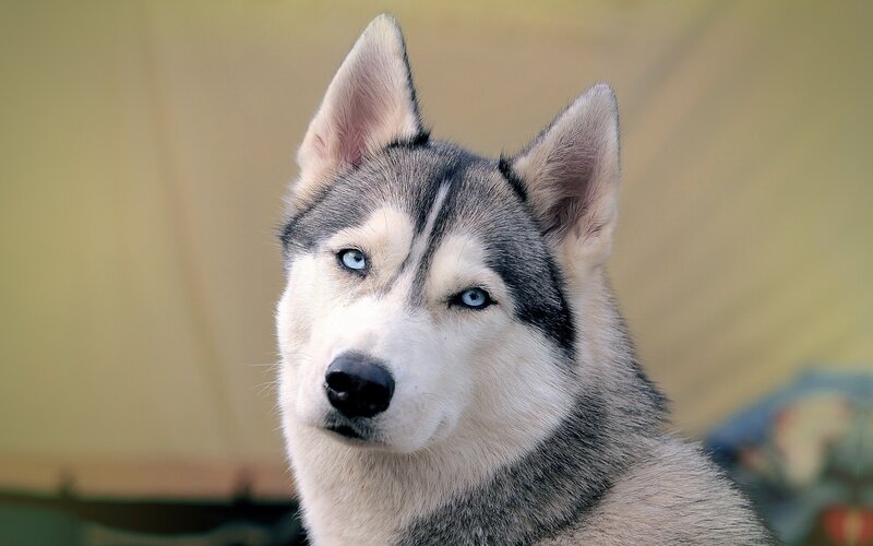 Siberian Husky with blue eyes
