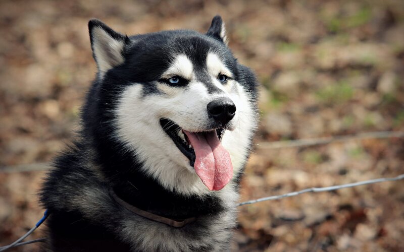 Siberian Husky with blue eyes