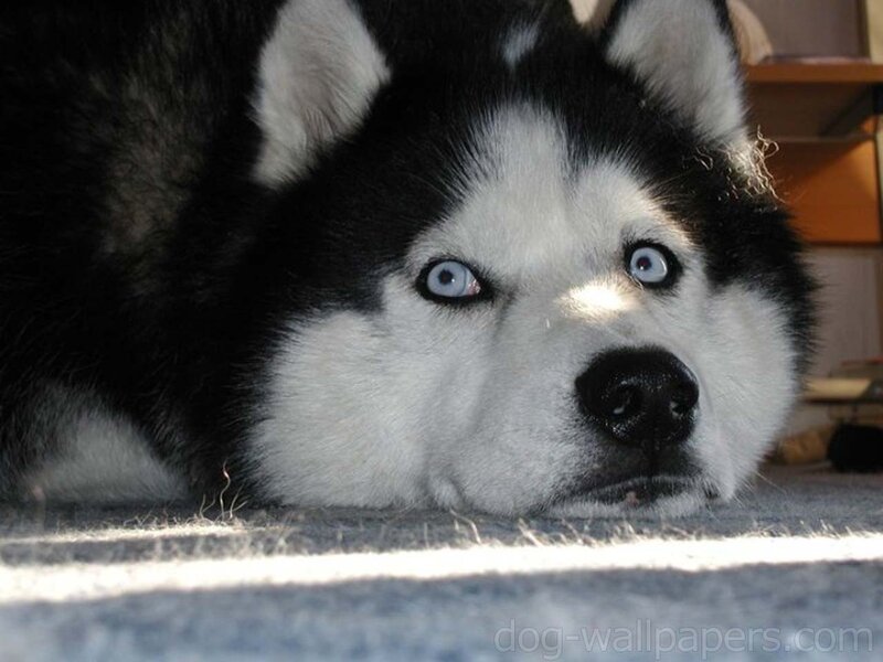 Siberian Husky with blue eyes