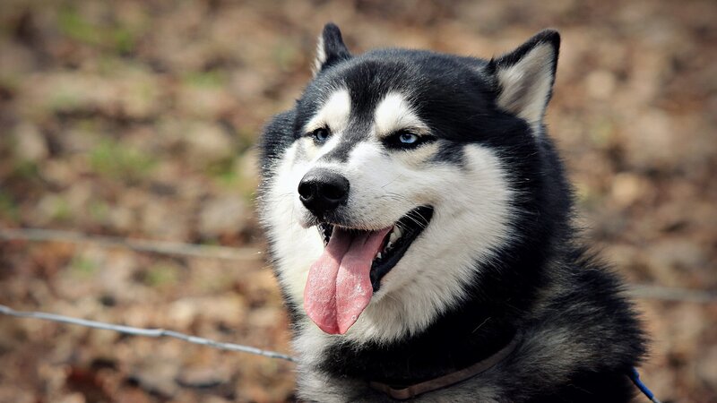 Siberian Husky with blue eyes