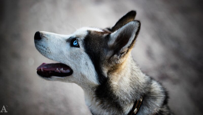 Siberian Husky with blue eyes