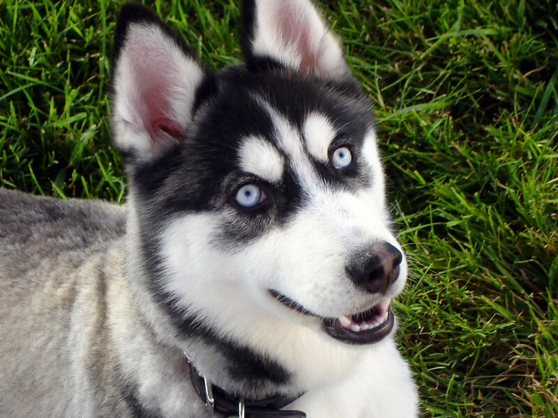 Siberian Husky with blue eyes