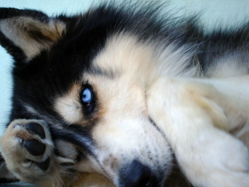 Siberian Husky with blue eyes