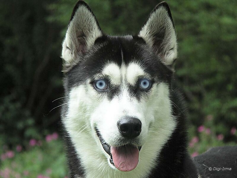 Siberian Husky with blue eyes