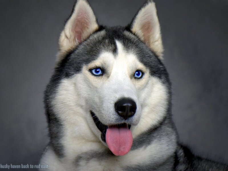 Siberian Husky with blue eyes