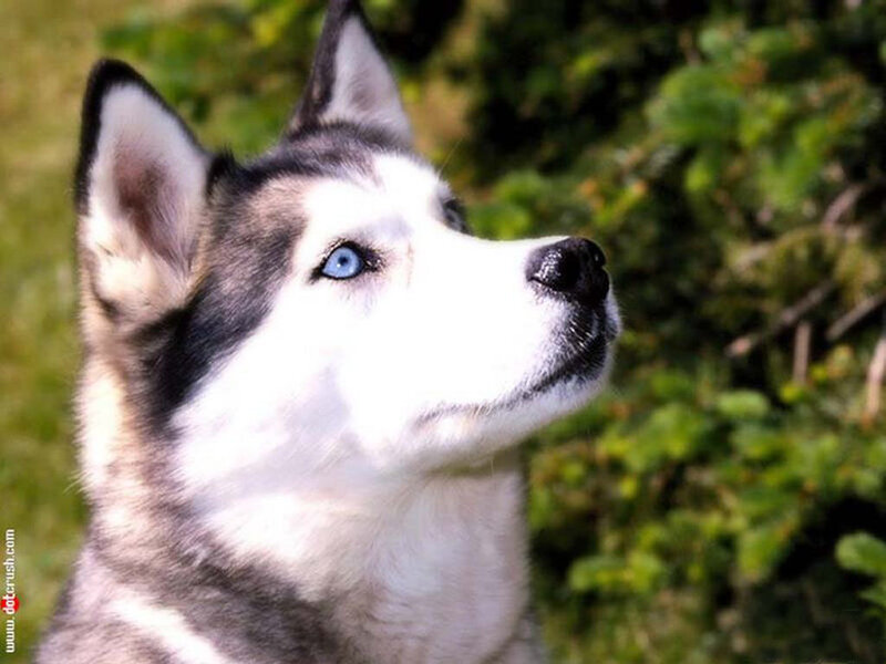 Siberian Husky with blue eyes