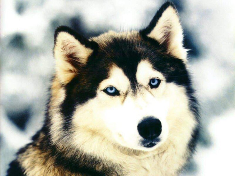 Siberian Husky with blue eyes