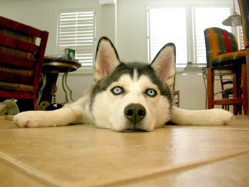Siberian Husky with blue eyes