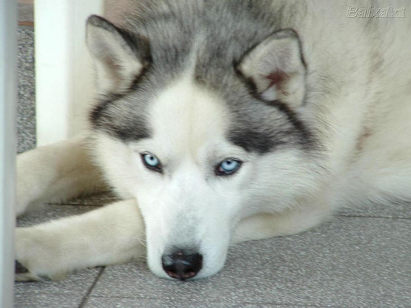 Siberian Husky with blue eyes