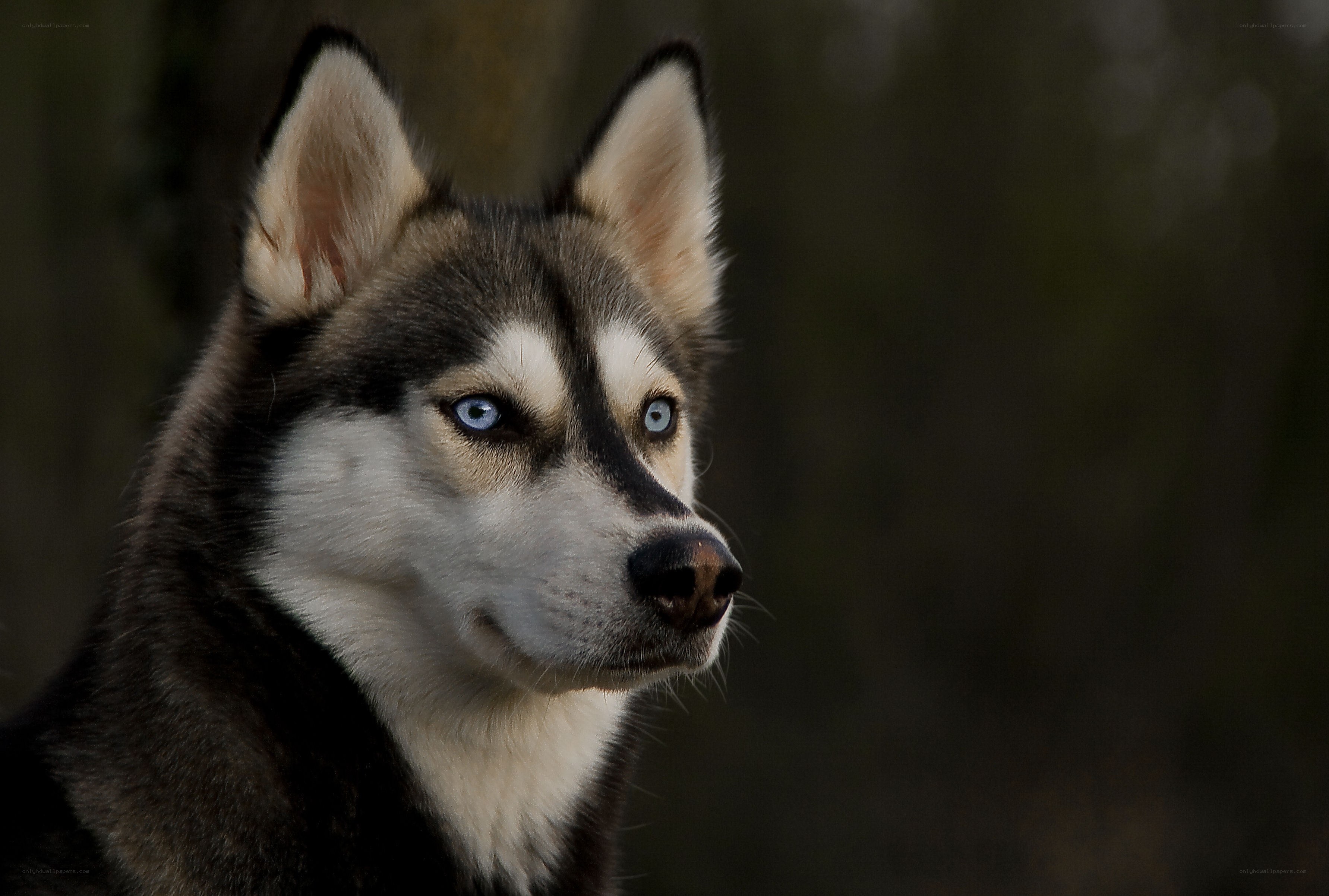 Siberian Husky with blue eyes