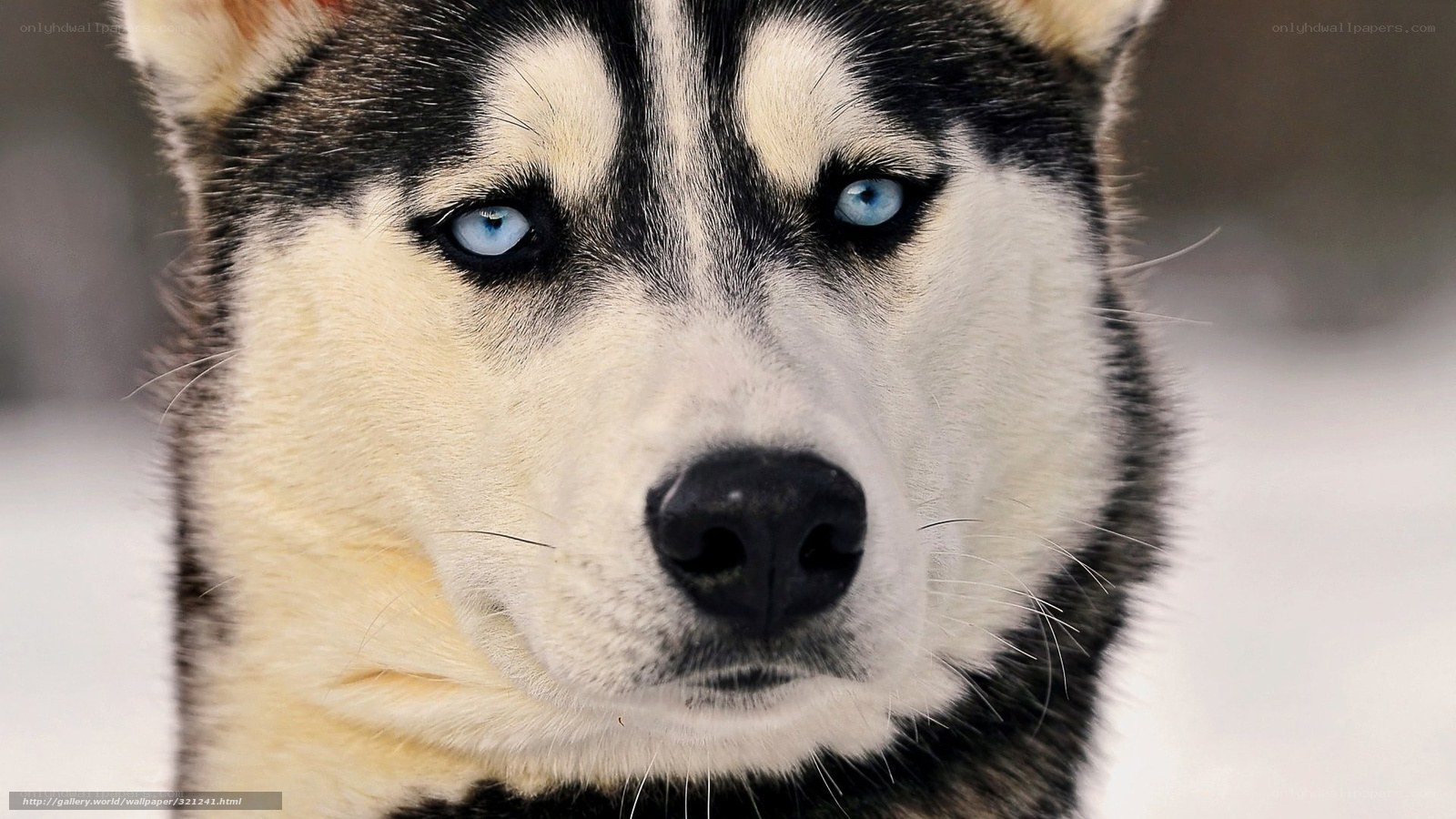 Siberian Husky with blue eyes