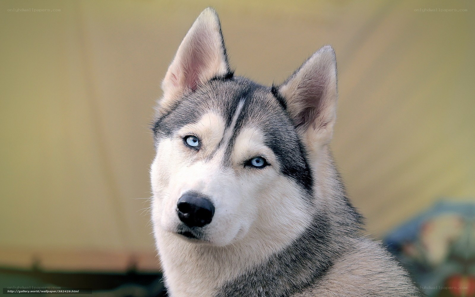 Siberian Husky with blue eyes