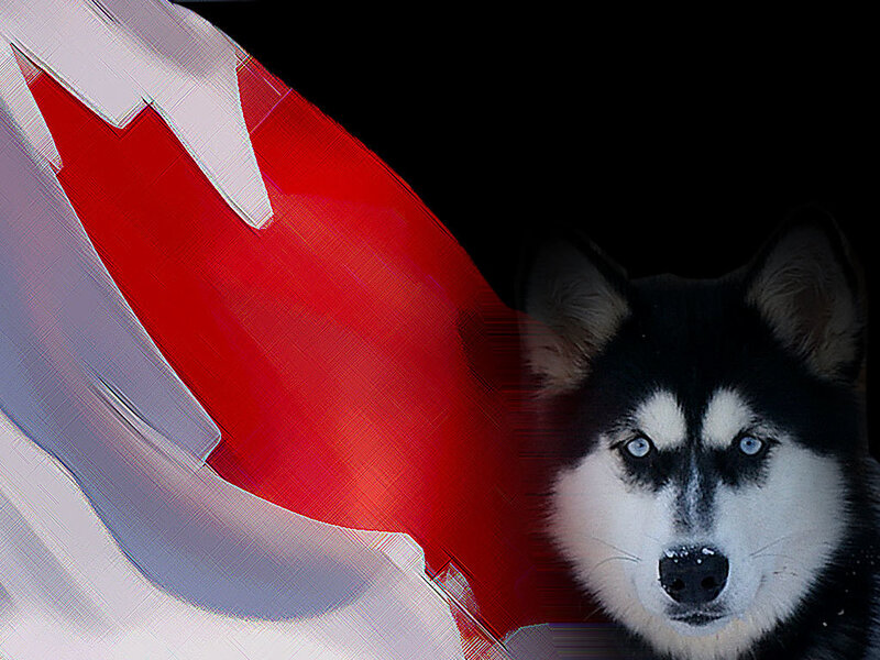 Siberian Husky with Canadian flag