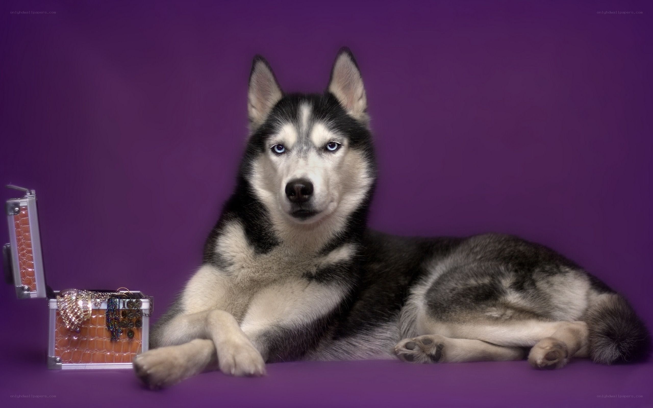 Siberian Husky with jewelry box