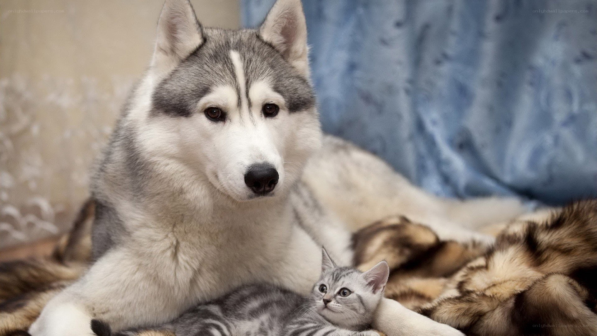 Siberian Husky with kitten